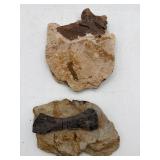 Fossilized bones