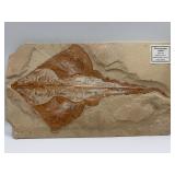 Large Eagle Ray & fish on the back fossil