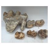 Platybelodon teeth fossils