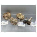 Fossilized Gomphothere teeth