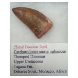 Theropod dinosaur fossil tooth
