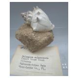 Crown conch seashell fossil
