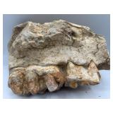 Platybelodon fossil jaw with large teeth