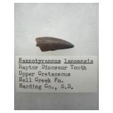 Raptor dinosaur tooth