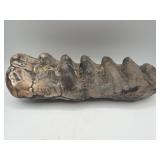 Prehistoric fossilized jaw with teeth