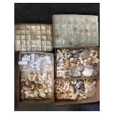 Seashells