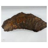 13' woolly mammoth molar