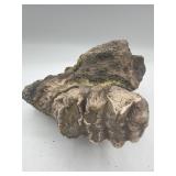 Stegolophodon teeth with jaw