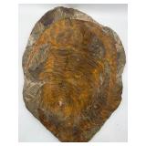 18' trilobite fossil