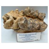 Platybelodon upper jaw with teeth fossil