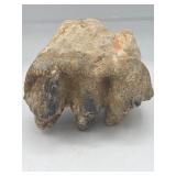 Fossilized jaw with teeth