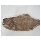 10' fish fossil