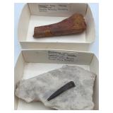 Fossilized fish tooth and dinosaur bone