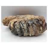 Fossilized woolly mammoth ? Molar jaw