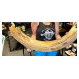 Prehistoric fossilized mammoth mastodon Tusk