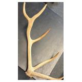 Five point elk antler