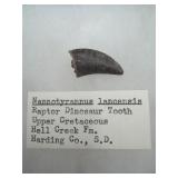 Raptor dinosaur tooth fossil