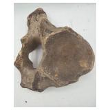 Prehistoric vertebrae fossil