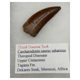 Fossil Dinosaur tooth