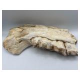 15' fossilized prehistoric mammal jaw with teeth