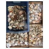 Seashells