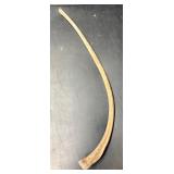 27' prehistoric mammal rib bone