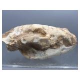 Prehistoric fossilized carnivore skull