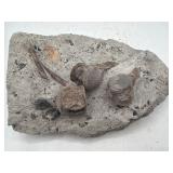 Fossil plate