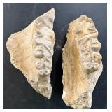 Fossilized jaw pieces with teeth