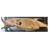 Large horse skull