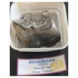Fossilized rhinoceros tooth