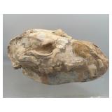 Fossilized mammal skull