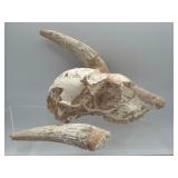 Fossilized goat skull