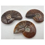 Polished ammonite