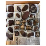Mazon Creek Fossils & more