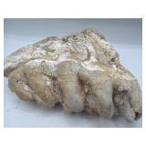 Fossilized Gomphothere teeth with roots