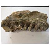 Fossil mastodon jaw with teeth