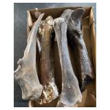 Fossilized bones