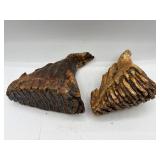 Fossilized woolly mammoth teeth with roots