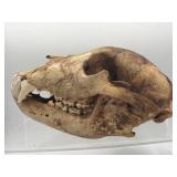 Cave bear skull