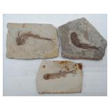 Fish fossils
