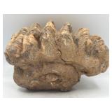 Fossilized mastodon molar teeth jaw