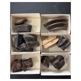Fossilized mammal teeth