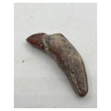 Fossilized claw or tooth