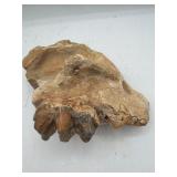 Fossilized mastodon molar teeth