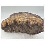 Fossilized mastodon molar teeth