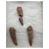 Rutiodon incisor Teeth