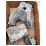 Fossilized mammal vertebrae
