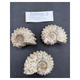 Ammonite fossils