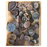 Mazon Creek Fossils